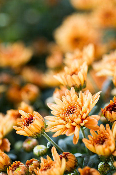 重阳节素材ID：132643234