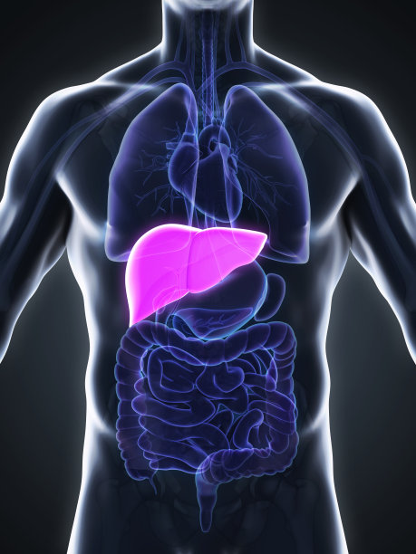 人类的肝脏解剖学图片下载