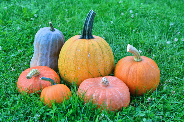 南瓜和南瓜图片下载