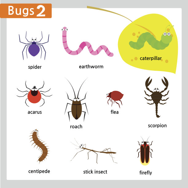 虫子和昆虫2图片下载