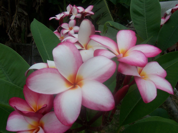 粉红色和白色鸡蛋花图片下载