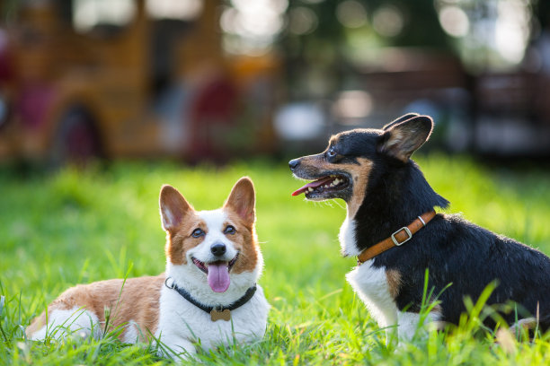 一只成年威尔士柯基在公园里玩耍素材图片