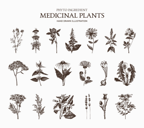 矢量收集手绘香料和药草素材图片