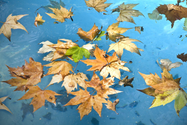 池塘里的树叶图片下载