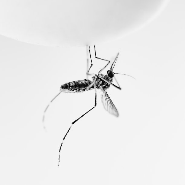 蚊子黑白调图片下载