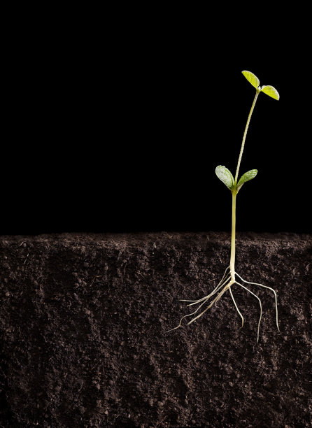 大豆图片素材ID：132680284