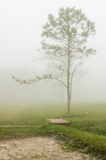 普克拉杜昂国家公园的一棵松树图片下载