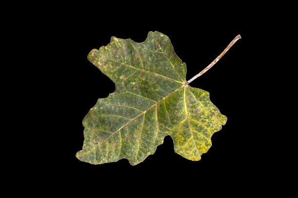 大收集秋天的枫叶图片下载