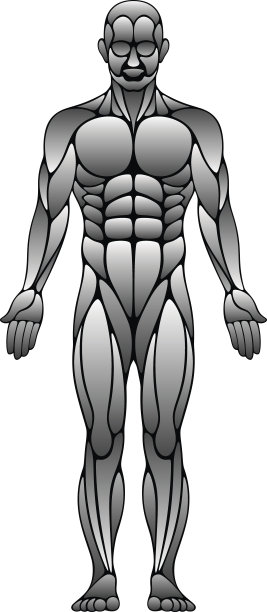 人类的肌肉图片下载