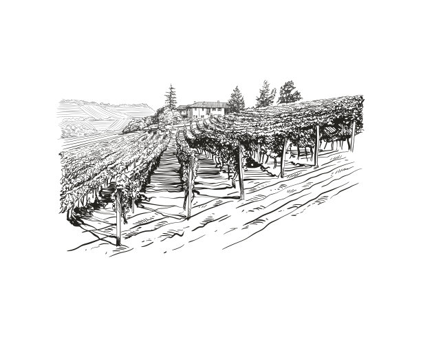 葡萄园景观矢量草图设计。手绘插图图片下载