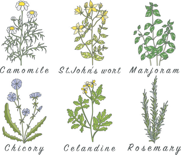 一套香料，药草和officinale植物图标。图片下载