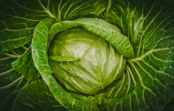春白菜。有机食品图片下载