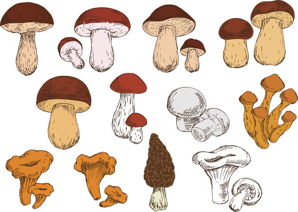 新鲜采摘的森林食用蘑菇素描图片下载