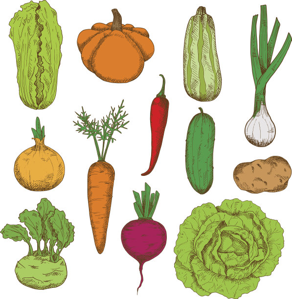 健康新鲜的收获蔬菜素描图标图片下载