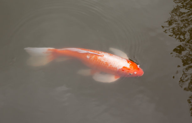 水中的红鲤鱼图片下载