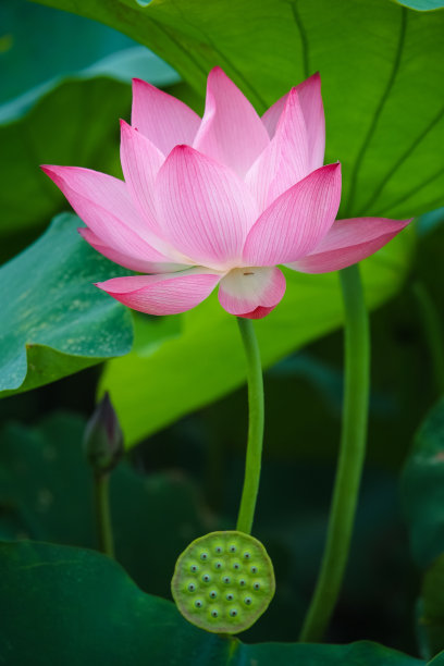 美丽的莲花图片下载