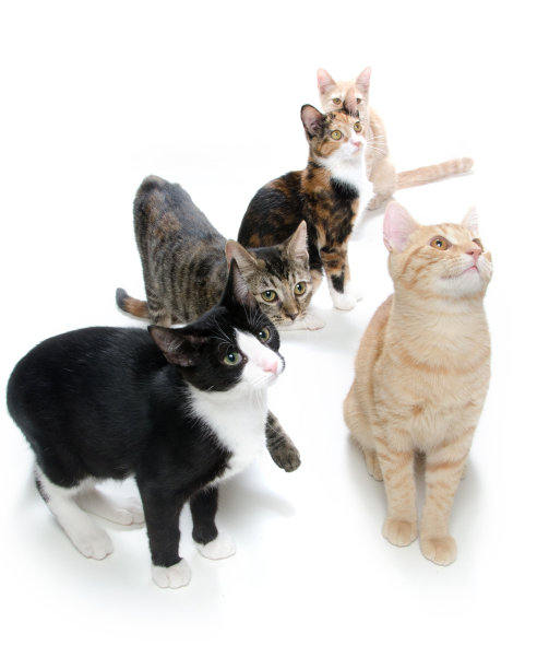 一群白色的猫图片下载