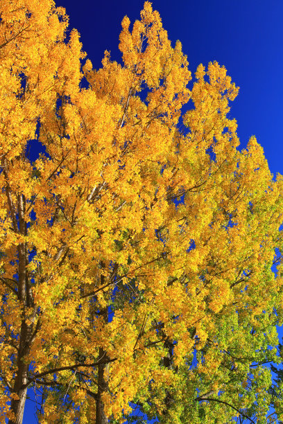 秋天的落叶图片下载