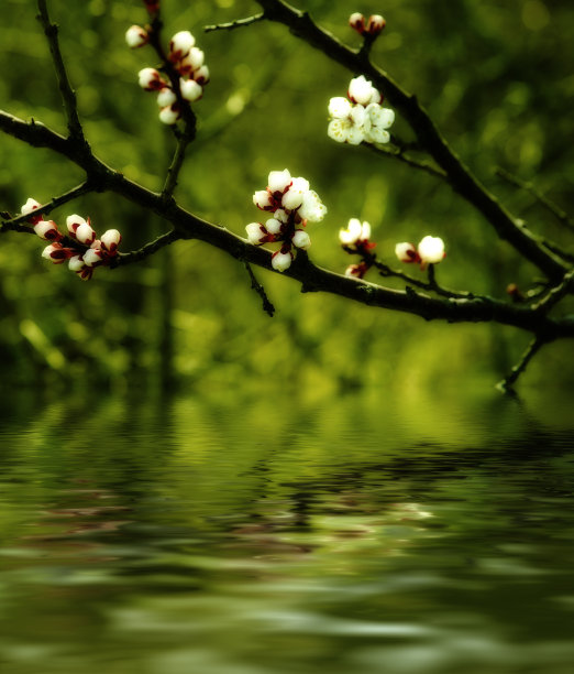 杏树开花图片下载