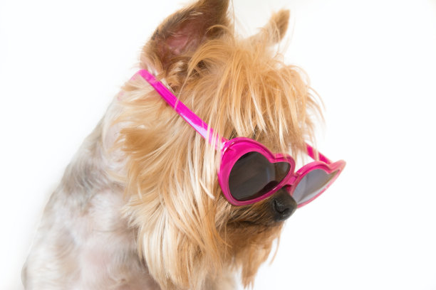 戴着墨镜的狗往一边看图片下载