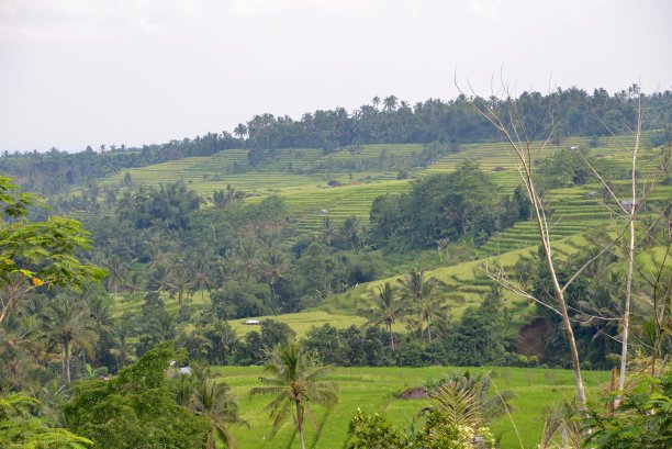 水稻梯田,乌布图片下载