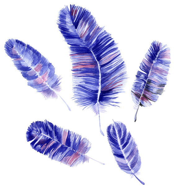 蓝色的羽毛图片下载