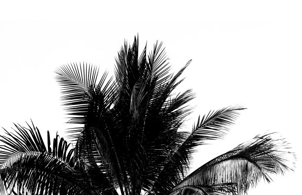 白色背景上的白色和黑色椰子叶。图片下载