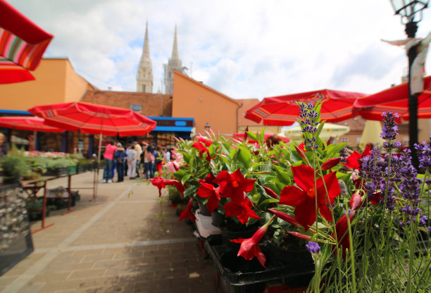 鲜花背景模糊克罗地亚萨格勒布大教堂图片下载