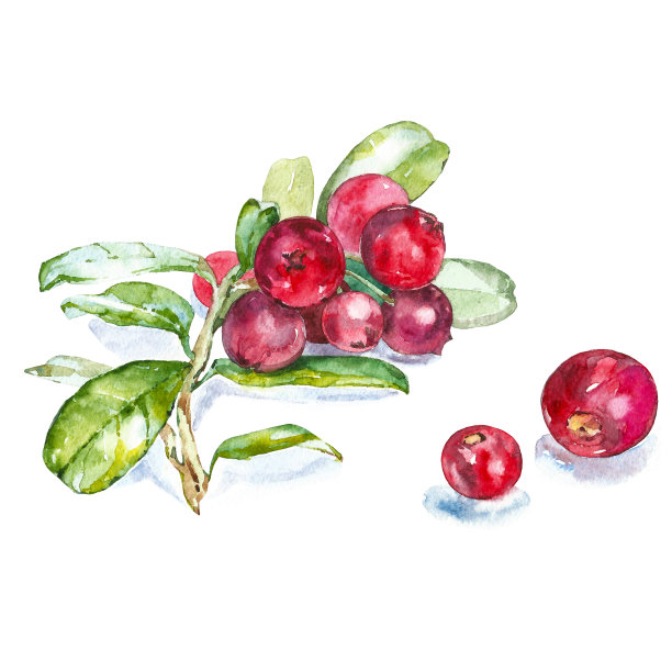 水彩蔓越莓图片下载