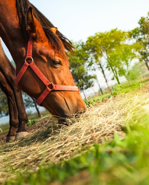 马吃干草图片下载