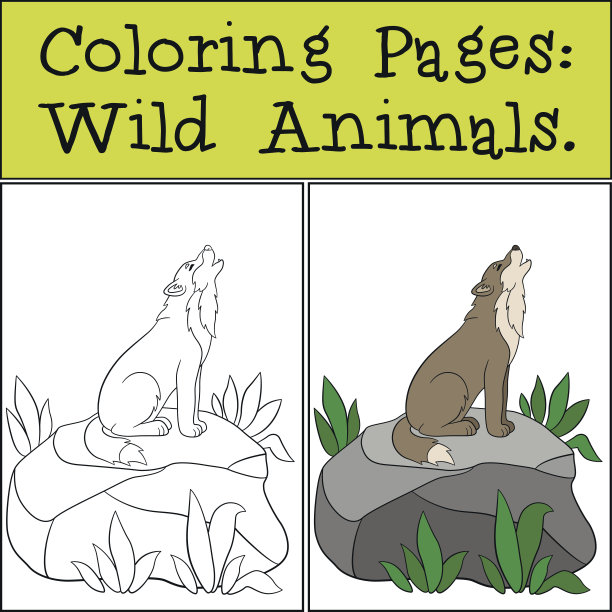 涂色页:野生动物。可爱美丽的狼在嚎叫。图片下载