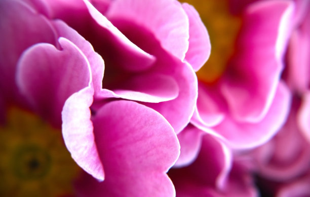 花的背景图片下载