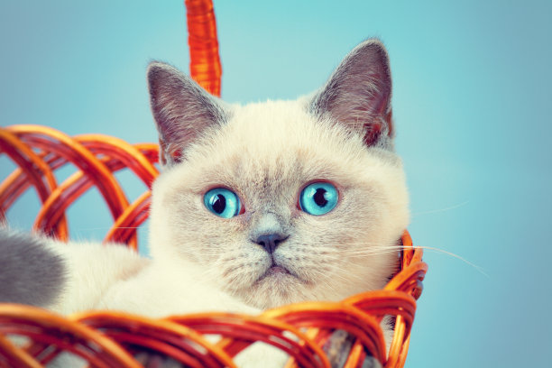 篮子里的小猫图片下载