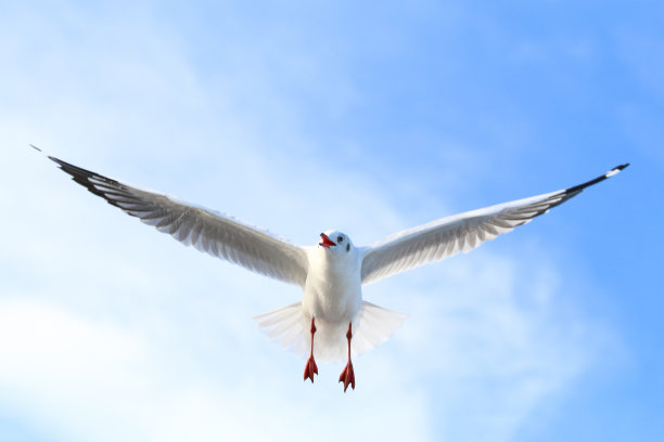 海鸥图片下载
