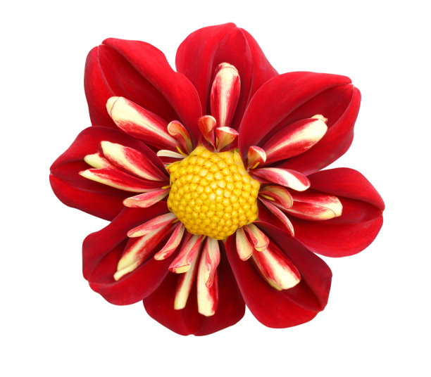 大丽花图片下载