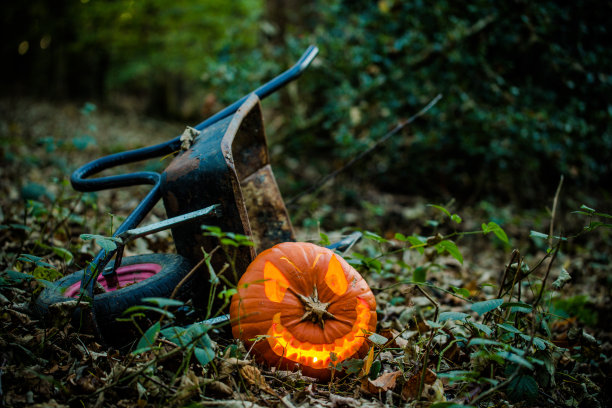 树林里的南瓜图片下载