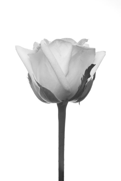 玫瑰中性形式。图片下载