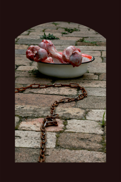 狗的生活图片下载