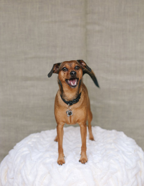 狗的纹理图片下载