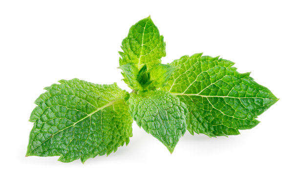 薄荷照片素材ID：132795772