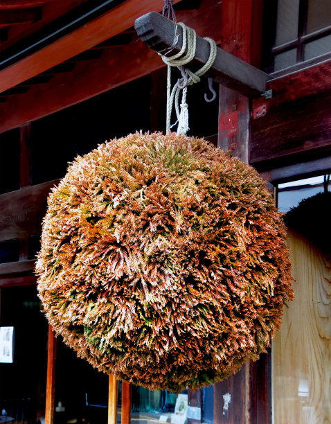 特写镜头的sugidama图片下载