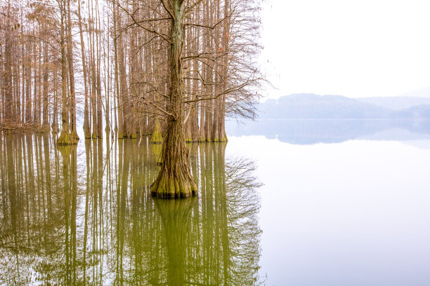 树在水里图片下载