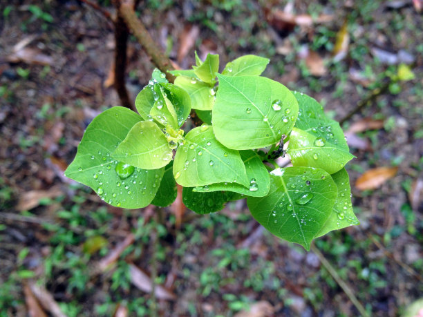 雨后的绿叶图片下载