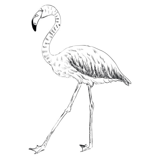 火烈鸟的矢量草图图片下载