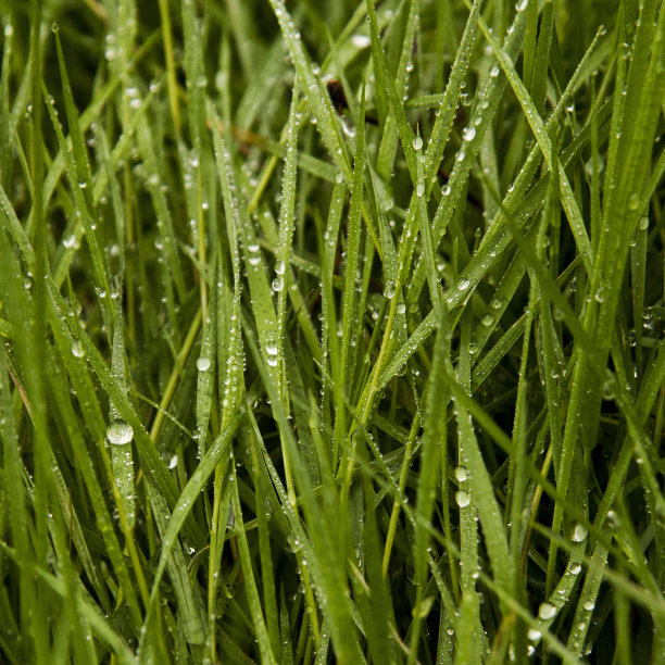 叶与雨滴图片下载
