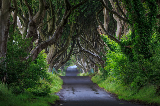 黑暗的树篱，北爱尔兰。图片下载