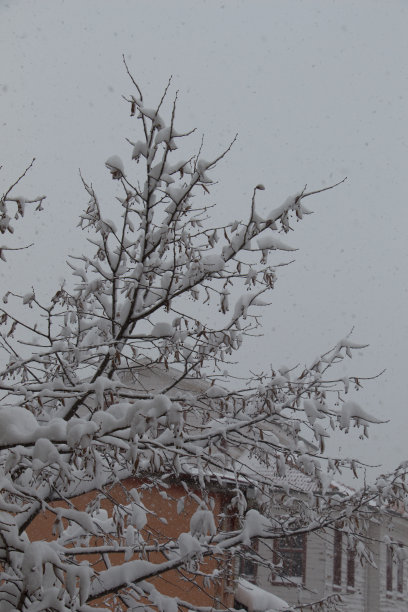 白色的冬天背景和雪白的树枝图片下载