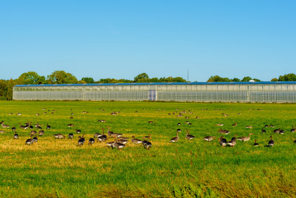 灰鹅（安瑟考虑）图片下载