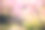 日本樱花图片素材ID：132818284