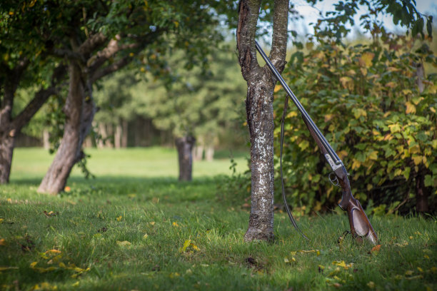 公园里的树图片下载